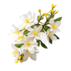 jasmine